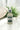Hair Density & Growth Serum